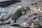 Galapagos Islands Marine Iguana - animals and wildlife of Galapagos