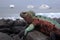 Galapagos Islands Marine Iguana basking on volcanic rocks.