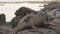 Galapagos Islands Marine Iguanas behavior walking on rocks on Tortuga bay beach