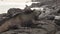 Galapagos Islands Marine Iguanas behavior walking on rocks on Tortuga bay beach