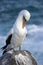 Galapagos Islands - Nazca or Masked Booby