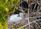 Galapagos Islands Wildlife with Masked Boobie Birds