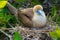 Galapagos Islands Wildlife with Red Footed Booby Birds