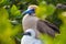 Galapagos Islands Wildlife with Red Footed Booby Birds