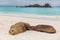 Galapagos islands wildlife sea lion pup breastfeeding closeup of female sea lion