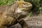 Galapagos Land Iguana