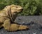 Galapagos Land Iguana