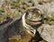 Galapagos land iguana