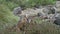 galapagos land iguana, also know as Drusenkopf
