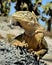 Galapagos Land Iguana ( Conolophus subcristatus ),