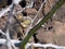 Galapagos Land Iguana, Conolophus subcristatus, is hidden in lava stones, Baltra Island, Galapagos