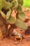 Galapagos Land Iguana sitting under cactus on North Seymour island, Galapagos National Park, Ecuador