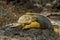 A Galapagos land iguana sunbathing on Plaza Sur Island