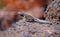 Galapagos Lava Lizard in the Galapagos