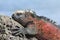 Galapagos marine iguana