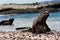 Galapagos Marine Iguana Amblyrhynchus cristatus walking on a beach, Galapagos Islands