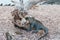 Galapagos marine iguana with drift wood tree on a beach