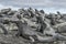 Galapagos Marine Iguana - Iguanas warming in the sun on Fernadina Island