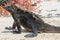 Galapagos marine iguana at Loberia beach, San Cristobal island, Ecuador