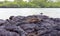 Galapagos Marine Iguana resting on lava rocks