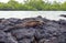 Galapagos Marine Iguana resting on lava rocks