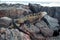 Galapagos Marine Iguana resting on lava rocks