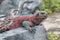 Galapagos Marine Iguana resting on rocks
