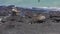 Galapagos Marine Iguana shaking and bobbing its head on Isabela Island