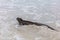 Galapagos Marine Iguana walking on Tortuga bay beach - Iguanas Santa Cruz Island