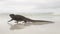 Galapagos Marine Iguana walking on Tortuga bay beach - Iguanas Santa Cruz Island