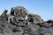 Galapagos Marine Iguanas Amblyrhynchus cristatus on lava rock, Galapagos Islands