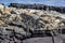 Galapagos marine iguanas on volcanic rock of Fernandina island, Galapagos