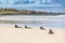 Galapagos Marine Iguanas walking on Tortuga bay beach - Iguana Santa Cruz Island