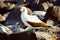 Galapagos Masked Booby