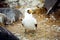 Galapagos Masked Booby