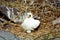 Galapagos Masked Booby nesting on egg