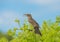 Galapagos Mockingbird