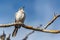 Galapagos Mockingbird Amazing animals and wildlife on Galapagos Islands