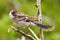 Galapagos Mockingbird on Genovesa Island, Galapagos National Par