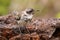 Galapagos Mockingbird on Genovesa Island, Galapagos National Par