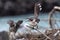 Galapagos Mockingbird, nesomimus parvulus, Adult Singing, Galapagos islands