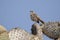 Galapagos Mockingbird perched on a prickly pear cactus tree