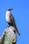 Galapagos Mockingbird sitting on a cactus, Genovesa Island, Gala