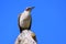 Galapagos Mockingbird sitting on a cactus, Genovesa Island, Gala