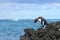 Galapagos penguin having fun walking on the rocks