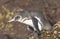 Galapagos Penguin Ready to Dive in the Ocean