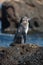 A Galapagos penguin on a rock in Santiago Island, Galapagos Island, Ecuador, South America