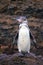 Galapagos Penguin standing on rocks, Bartolome island, Galapagos