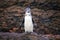 Galapagos Penguin standing on rocks, Bartolome island, Galapagos