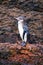 Galapagos Penguin standing on rocks, Bartolome island, Galapagos